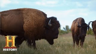 Ranchlands Bison Season Episode 4  History [upl. by Liddy]