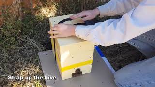 How to transfer a stingless bee colony into a hive box [upl. by Harbard599]