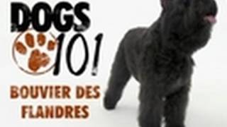 Dogs 101  Bouvier Des Flandres [upl. by Hadley144]