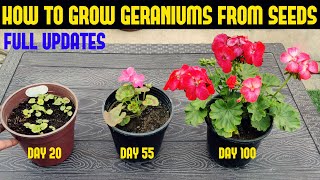 How To Grow Geranium At Home FULL INFORMATION [upl. by Latini359]