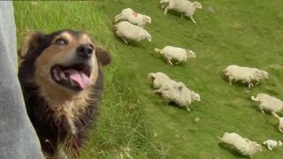 Welsh Shepherd Dogs at Their Finest  BBC Earth [upl. by Jezrdna]