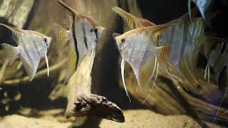 Angelfish  TOP Tips amp Species Overview [upl. by Goddard609]