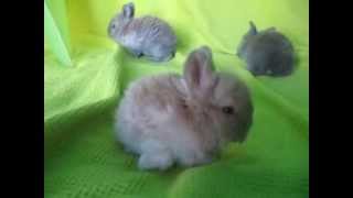 English Angora Baby Bunnies [upl. by Aigil654]