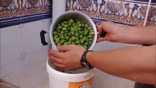 Como hacer aceitunas del modo tradicional [upl. by Zeiger]