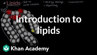 Introduction to lipids  High school biology  Khan Academy [upl. by Oiramed]