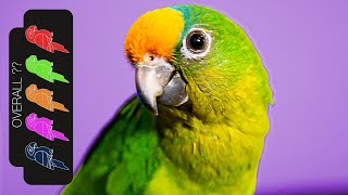 Peach Fronted Conure The Best Pet Parrot [upl. by Aciruam149]