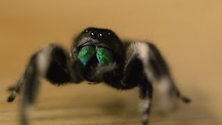 Spider hunts fly  Spider House  BBC [upl. by Letnuhs]