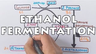 Ethanol Fermentation  Process of Alcohol Formation [upl. by Tann]