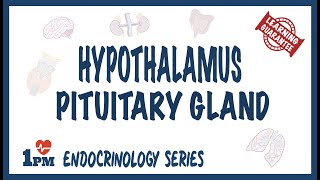 Hypothalamus amp Pituitary Gland [upl. by Ardnohsed]