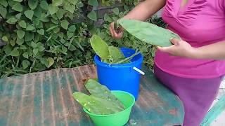 CHABELITA COCINANDO  Ricos Nopales Con Huevo En Comal y Salsa [upl. by Dyann293]