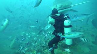 5 m TIGERSHARK almost bites divers head off in Fiji [upl. by Anazus915]