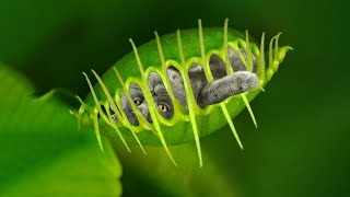 10 Deadly Plants That Eat Animals [upl. by Rosalee121]