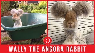 Wally the Angora Rabbit Is the Cutest Bunny Ever  Funny Videos [upl. by Anne-Corinne]