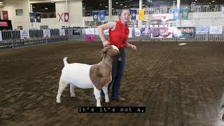 The ABGA Presents How To Show Your Goat with Hannah Kidder [upl. by Caspar836]