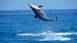 Why Do Spinner Dolphins Spin [upl. by Hiram729]