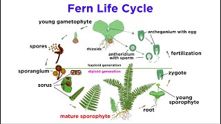 Ferns The Emergence of Roots and Stems [upl. by Mulac109]