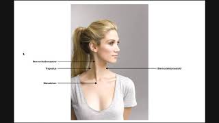 Sternocleidomastoid SCM  Structure Origin Insertion amp More [upl. by Lamoureux]