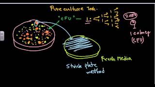 Pure culture isolation techniques [upl. by Stevenson]