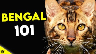 Must Watch BEFORE Getting a BENGAL CAT  Bengal Cat 101 [upl. by Ednyl]