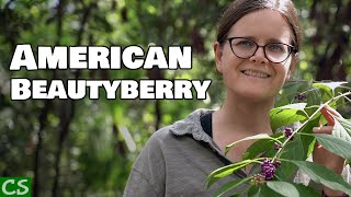 Growing American Beautyberry  Native Edible [upl. by Issac717]