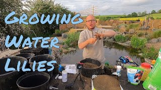 Uncover the Secret to Successfully Repotting Water Lilies [upl. by Altis318]