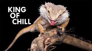 Bearded Dragon The King of Chill [upl. by Rez]