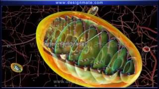 ATP Synthesis Chemiosmosis [upl. by Stromberg376]