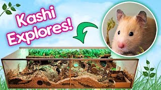 Hamster quotKashiquot Explores Her Rainforest Cage for the First Time [upl. by Sneed]