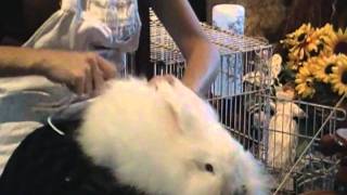 Angora Rabbit Spinning [upl. by Odnomor]