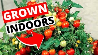 How To Grow Tomatoes Indoors  Indoor Gardening for Beginners [upl. by Atkinson]