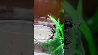 Fourmis VS acier  Camponotus nicobarensis [upl. by Cote]