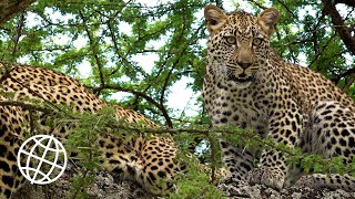 Serengeti National Park Tanzania Amazing Places 4K [upl. by Nnahgem]