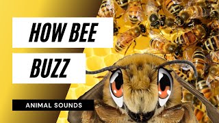 The Animal Sounds Bees Buzz  Sound Effect  Animation [upl. by Aiveneg469]