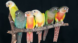 green cheek conure sound parrots bird Birds singing [upl. by Krilov]