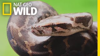 Pythons 101  Nat Geo Wild [upl. by Wichman784]