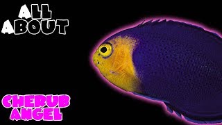 All About The Cherub Angelfish or Pygmy Angelfish [upl. by Claudetta]