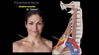 Muscles of the neck [upl. by Forcier]