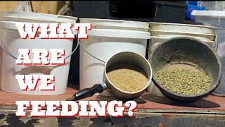 What We Feed And How We Feed It Boer Goats [upl. by Eicnahc121]