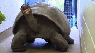 Meet Abrazzo the Galapagos Tortoise [upl. by Farny648]