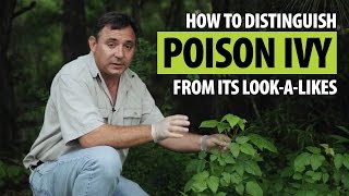 How to Distinguish Poison Ivy from Its Lookalikes [upl. by Charo924]