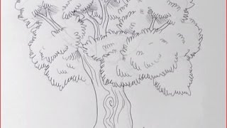 Disegnare un albero a matita [upl. by Isolde]