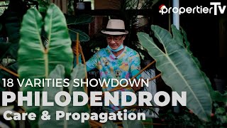 My Philodendron Collection  18 Rare Varities  Care and Propagation and Secret Tips [upl. by Gilson]