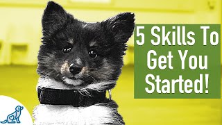 8 Week Old Puppy Training  5 Exercises To Get You Started [upl. by Friedlander]