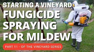 Starting a vineyard part 11  Fungicide spraying for Mildew and other fungal infections [upl. by Suelo]