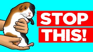 18 Things Guinea Pigs Hate [upl. by Zeke917]