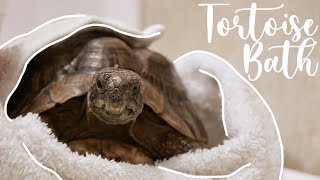 How To Bathe Your Tortoise [upl. by Jaimie]