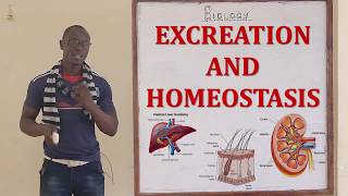 Excretion and Homeostasis Biology Form 2 [upl. by Ekle33]