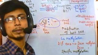 DNA methylation [upl. by Emorej371]