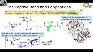 The Peptide Bond and Polypeptides [upl. by Nellir769]