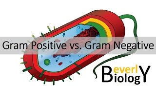 Gram Positive vs Gram Negative Bacteria [upl. by Dibru396]